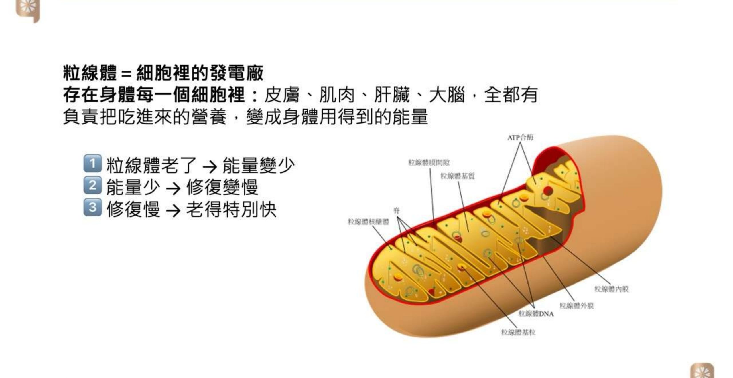 粒線體發電廠示意圖